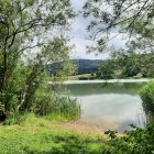 Tranquil watercolor landscape of a serene lake and lush trees