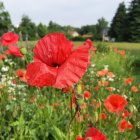 Colorful painting: red poppies, green grass, snowy mountains, blue sky