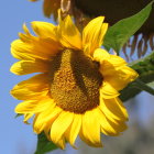 Sunflower in full bloom against blue sky with mountain peak.