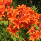 Detailed Orange Flowers Surrounded by Green Foliage