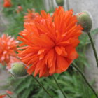 Vivid Orange Poppies with Droplets on Petals in Surreal Blue Background