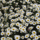 Colorful wildflowers and dominant daisies with rolling hills under soft light