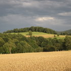 Misty landscape with rolling hills, golden wheat fields, and autumn trees.