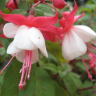 Colorful Bird Among Pink and Red Flowers with Green Leaves