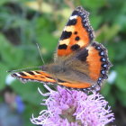 Colorful Butterfly on Pink Clover Flower with Green Leaves