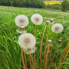 Colorful field painting with dandelions, greenery, and mountains under a sunny sky