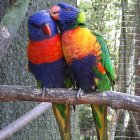 Colorful Rainbow Lorikeets on Branch with Vibrant Plumage