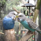 Stylized birds with intricate feather patterns on branch with white blossoms