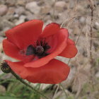 Colorful Watercolor Painting of Large Red Poppy Among Green Stems