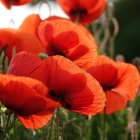 Bright Red Poppies with Water Droplets on Petals and Stems