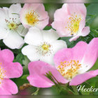 Digital artwork featuring pink and white flowers with yellow centers in a lush green setting.