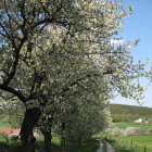 Scenic landscape with blooming trees, quaint house, green fields, and birds