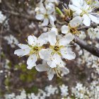 Spring cherry blossoms in white, pink, and yellow against blue sky.