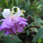 Large purple and white flower with rose-like center surrounded by multicolored bubbles and greenery