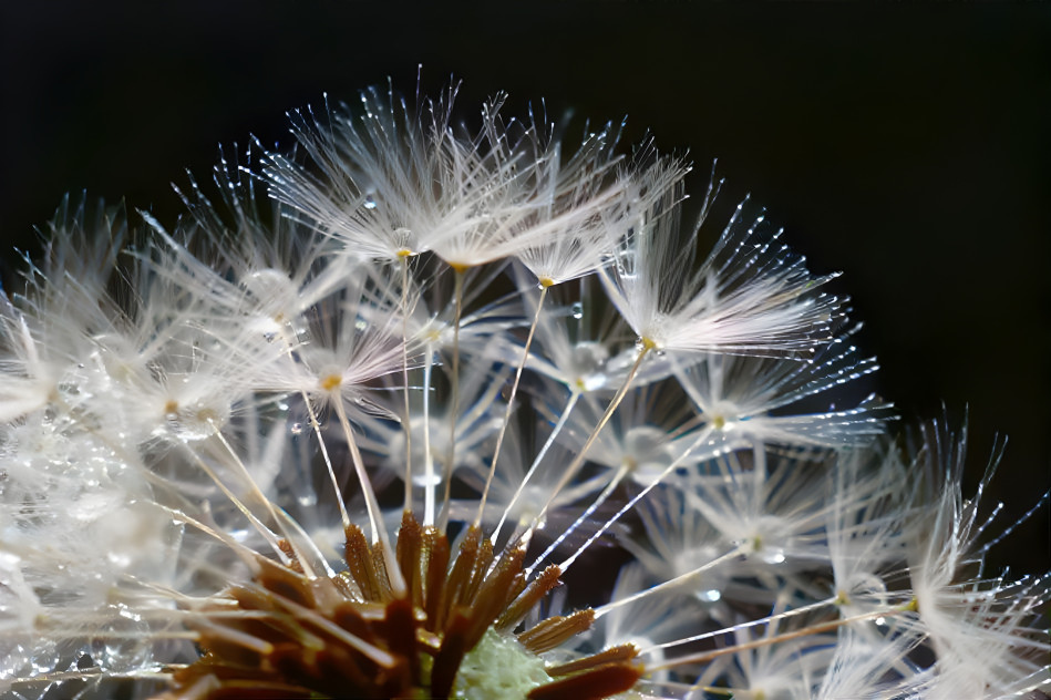 dandelion of dewdrop