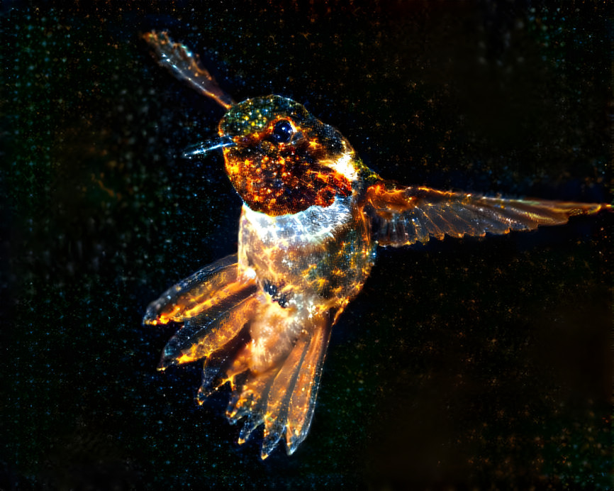 Starry Hummingbird