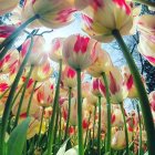 Colorful tulips under sunny sky with radiant petals.