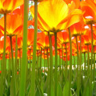 Vibrant orange tulips in front of stained-glass backdrop