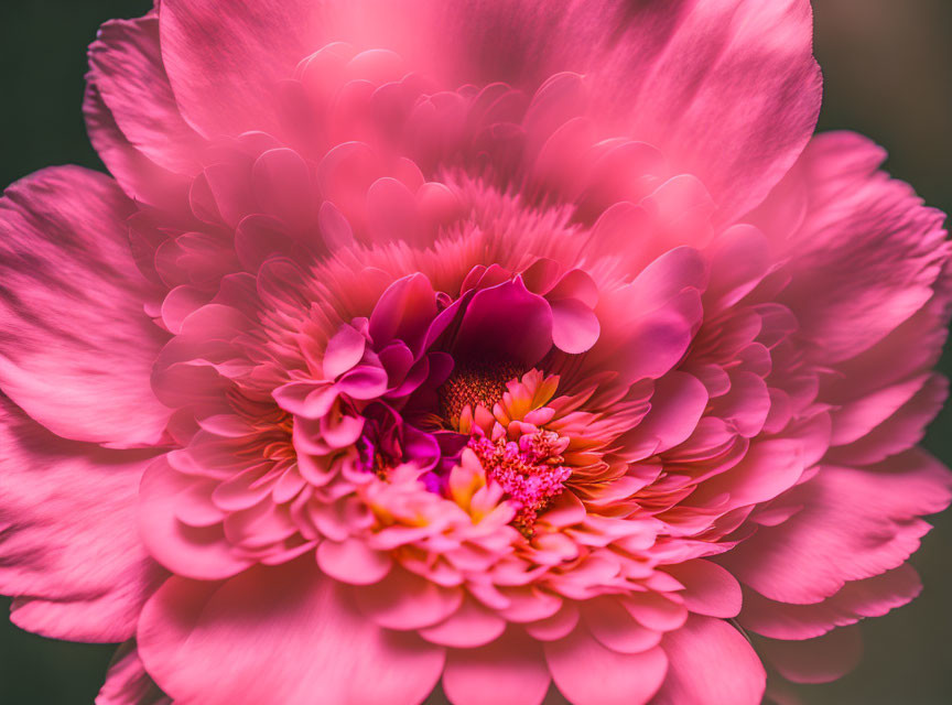 Detailed view of vibrant pink peony petals on blurred background