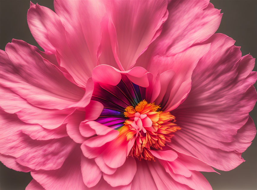 Vibrant pink peony flower with delicate petals and golden-orange center on soft background