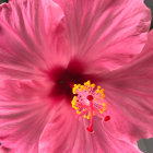 Vibrant pink peony flower with delicate petals and golden-orange center on soft background