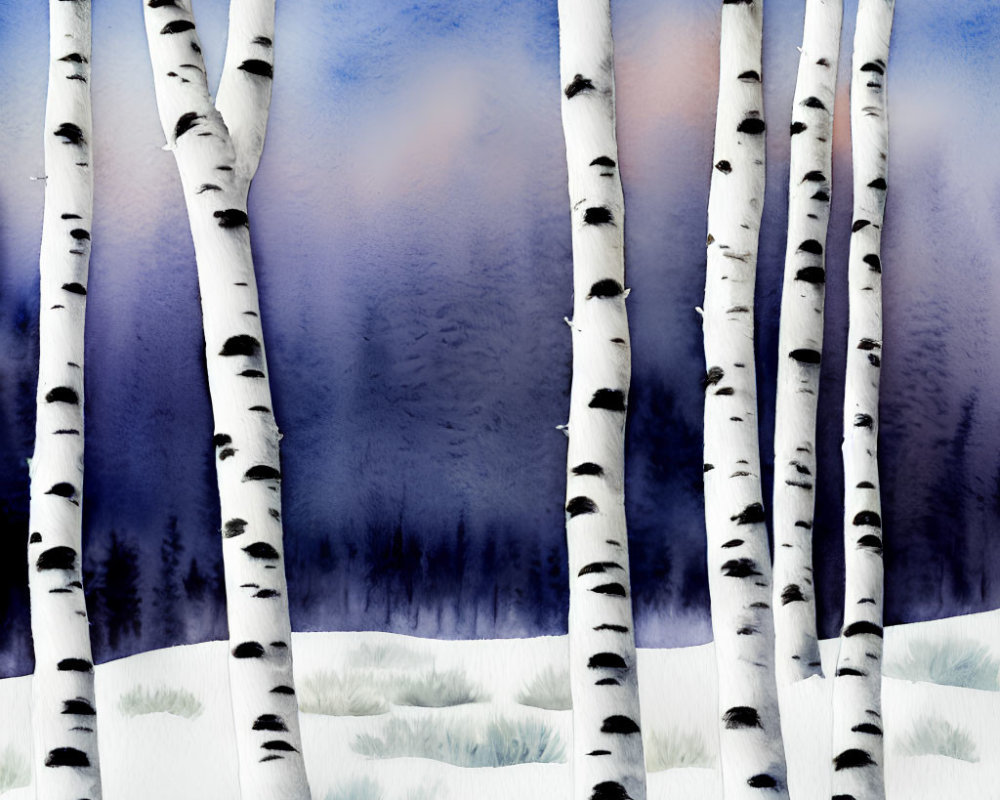 White Birch Trees Watercolor Painting with Snowy Foreground and Forest Backdrop