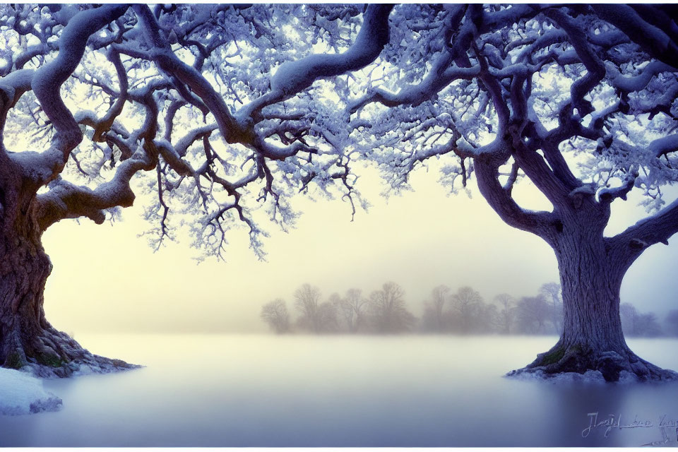 Gnarled snow-covered trees in misty winter landscape