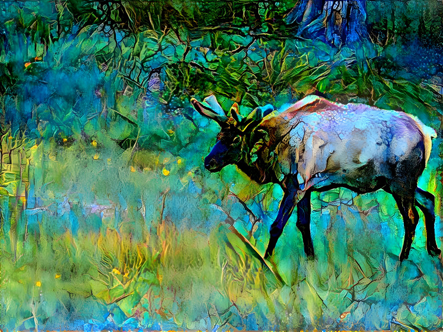 Elk