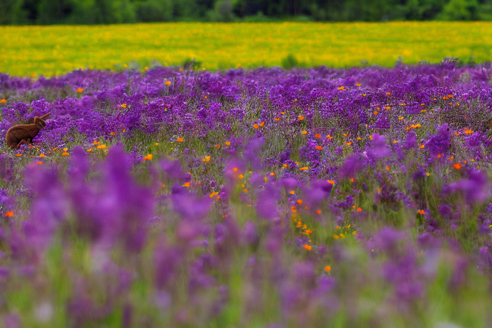 Brown Rabbit in Vibrant Wildflower Field with Greenery