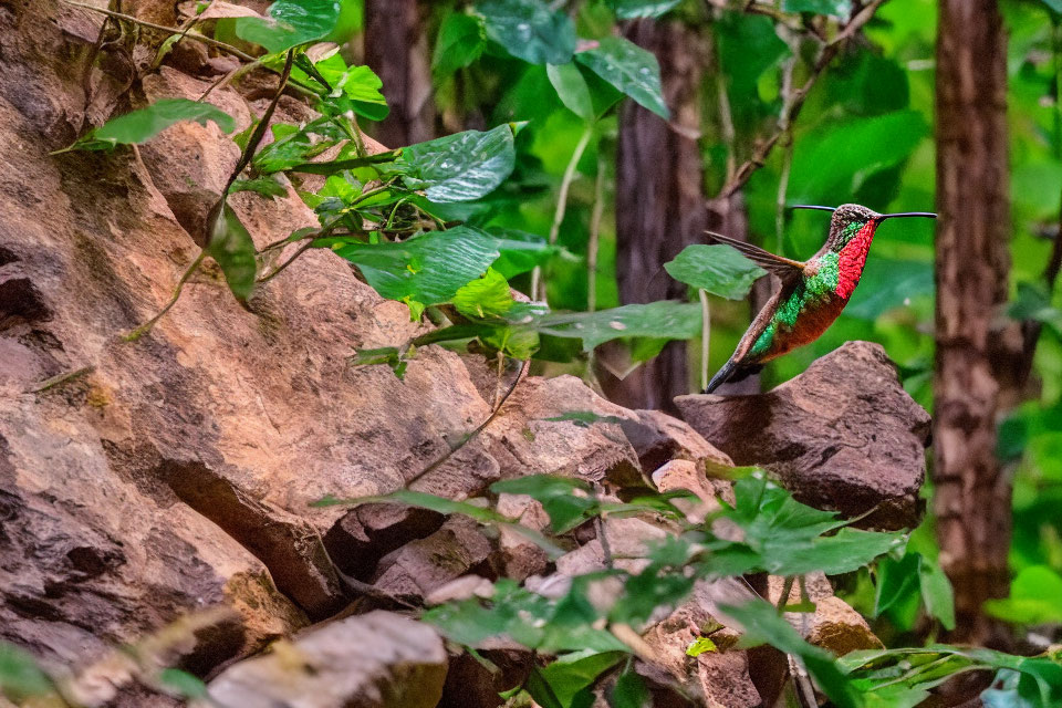 Colorful hummingbird by green foliage and brown rocks.