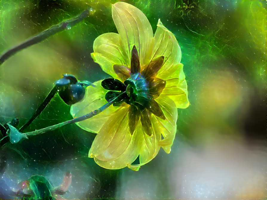 Sweet sun lit flower