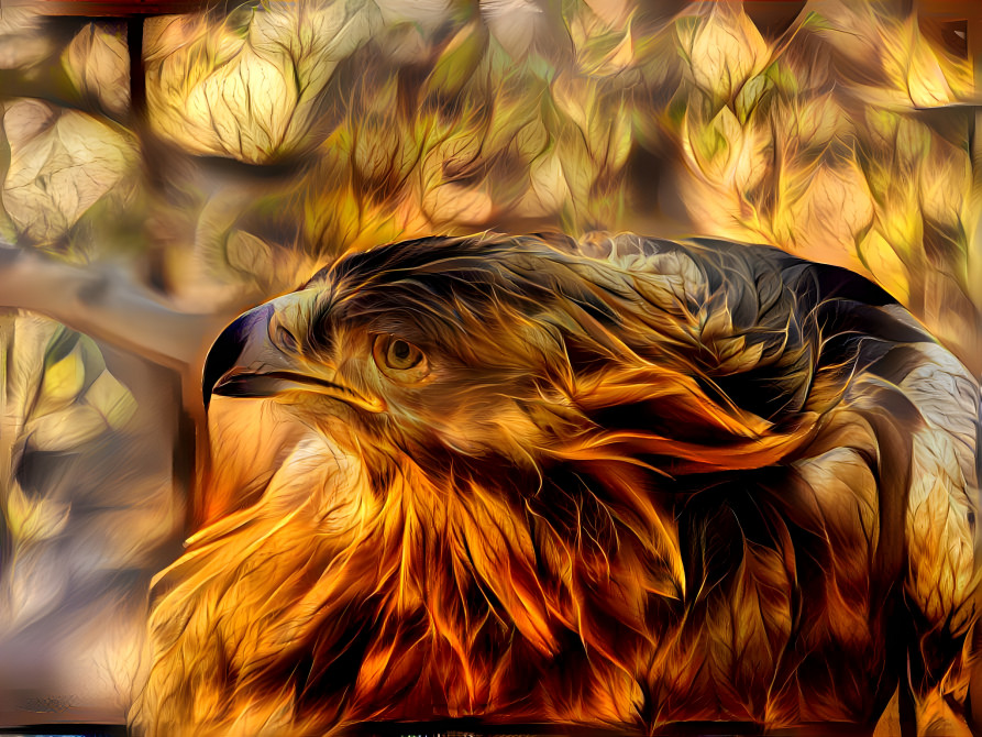 Golden Eagle