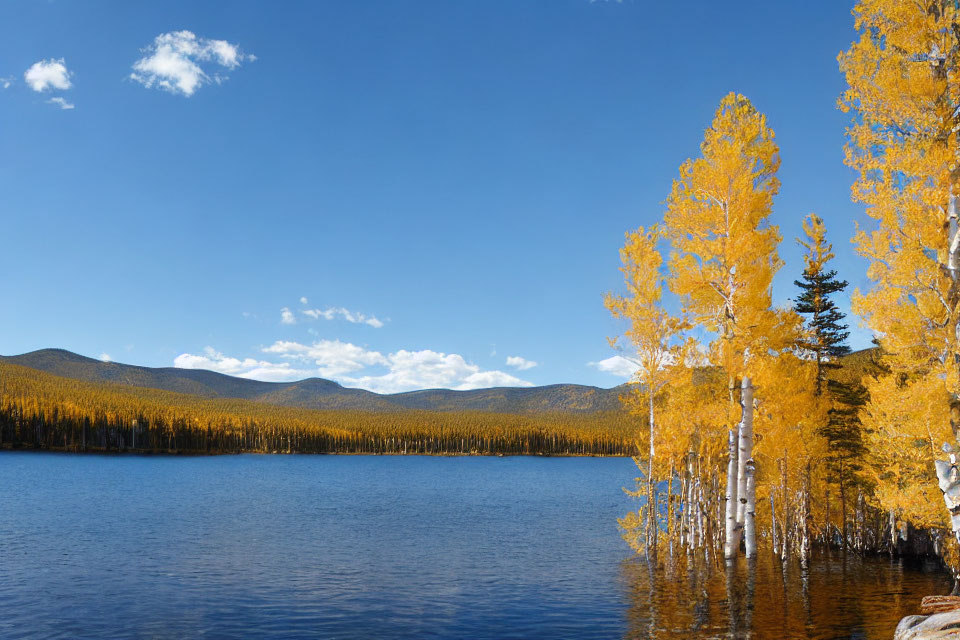 Autumn scene: Tranquil lake, golden trees, clear sky, distant forest.