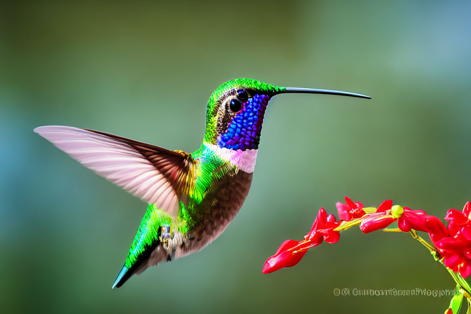 Colorful hummingbird in motion over red flowers on green background