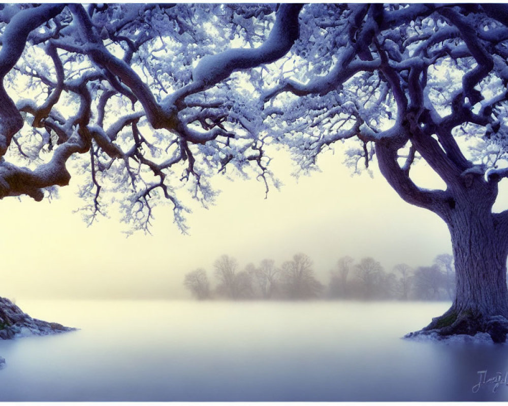 Gnarled snow-covered trees in misty winter landscape