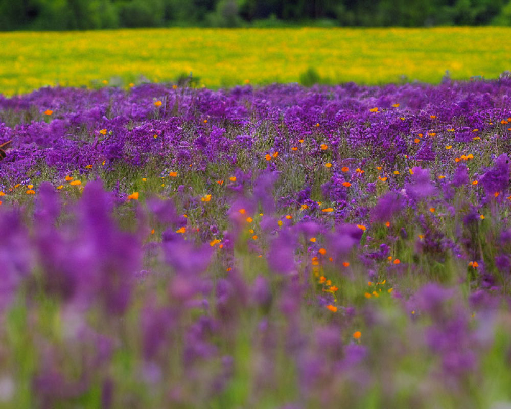 Brown Rabbit in Vibrant Wildflower Field with Greenery