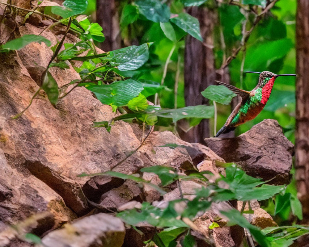 Colorful hummingbird by green foliage and brown rocks.