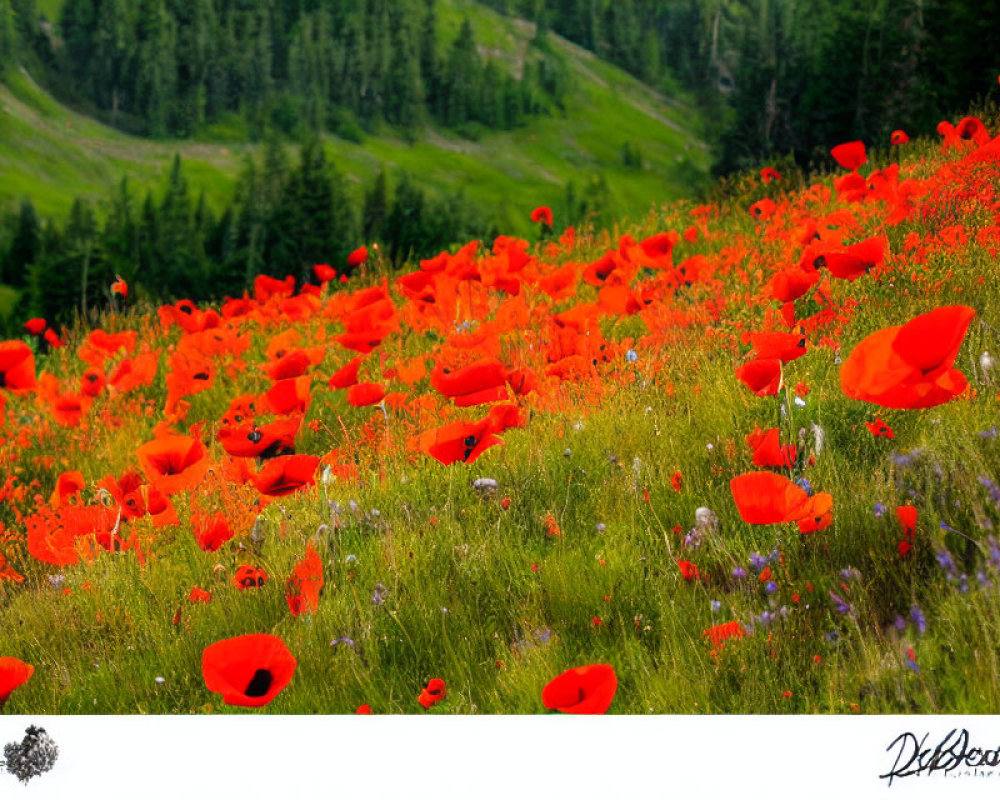 Colorful red poppies in vibrant field with green foliage