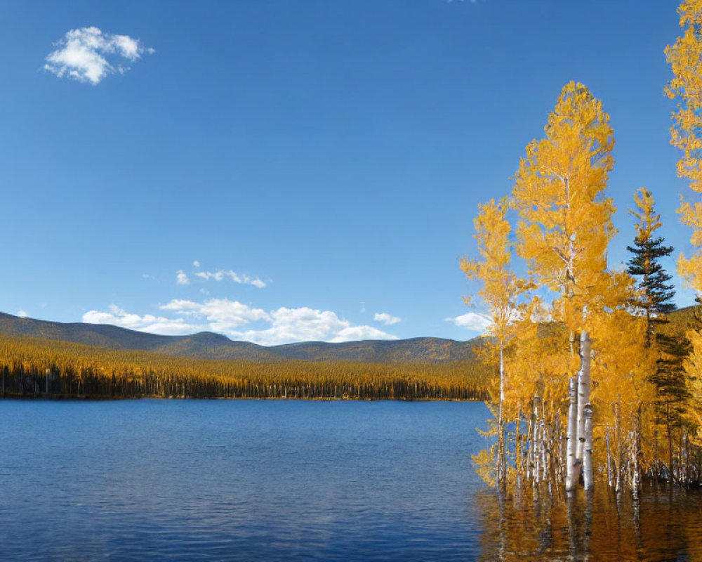 Autumn scene: Tranquil lake, golden trees, clear sky, distant forest.