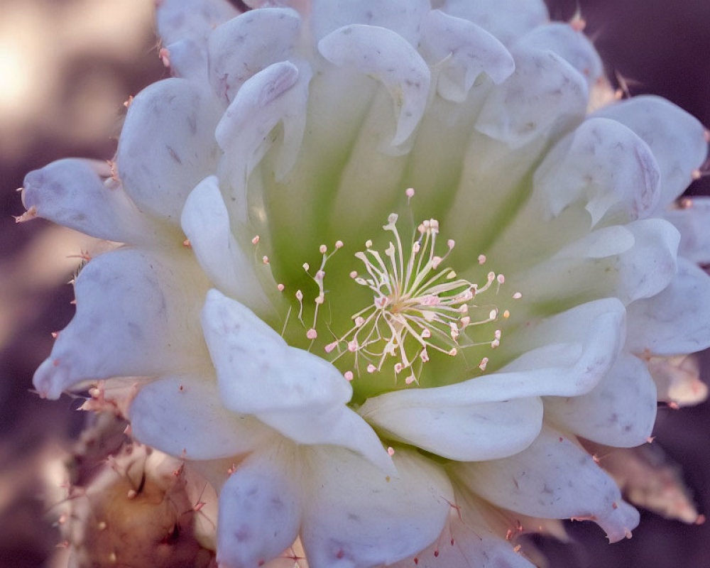 Pale cactus flower with white petals and stamens on soft background