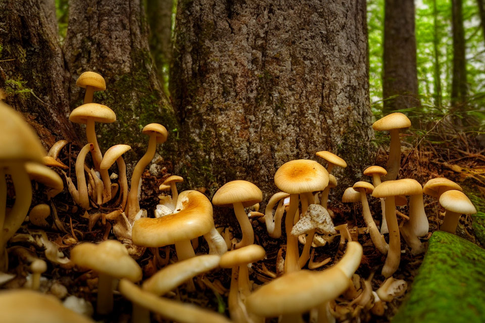 Wild mushrooms cluster at tree base in dense forest landscape