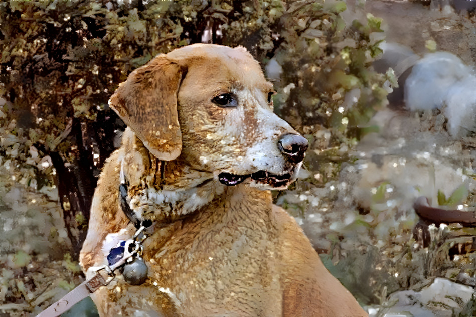 Golden lab