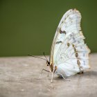 Patterned pale butterfly on green background.