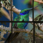 Colorful hummingbird and flowers outside window with grid in blue and green hues.