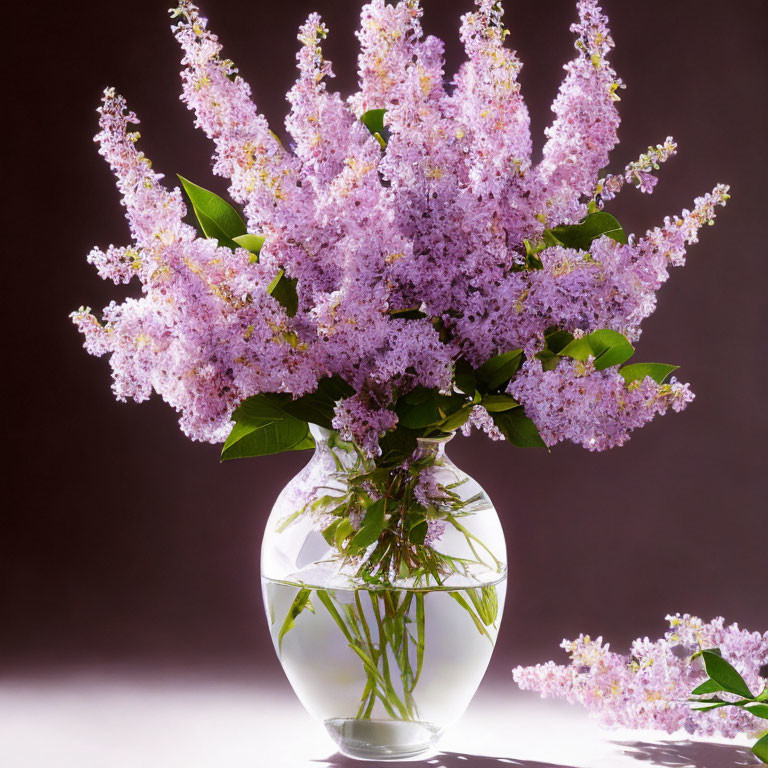 Delicate lilac flowers in glass vase on purple background