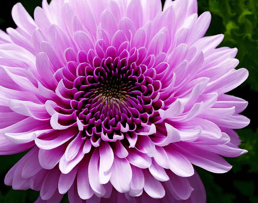 Detailed View of Vibrant Purple Chrysanthemum Petals