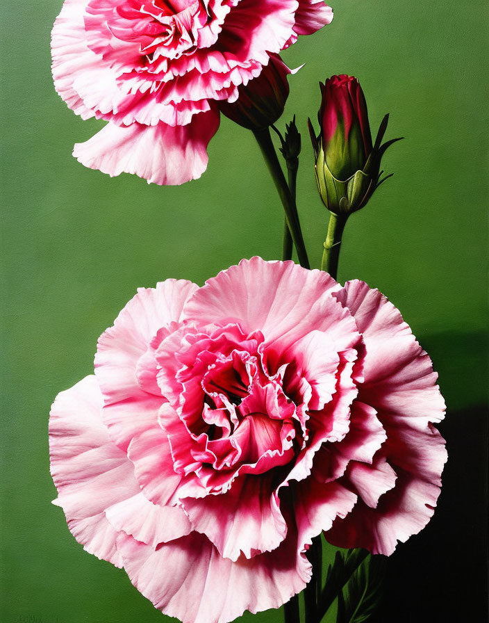 Detailed ruffled pink carnations on green backdrop