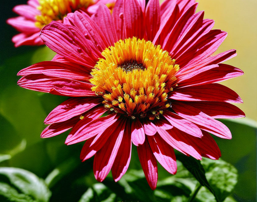 Vibrant Red Daisy with Yellow Center on Blurred Green Background