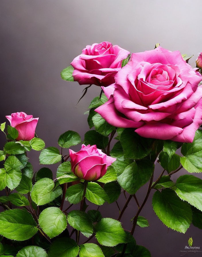 Vibrant pink roses with green leaves on soft grey background