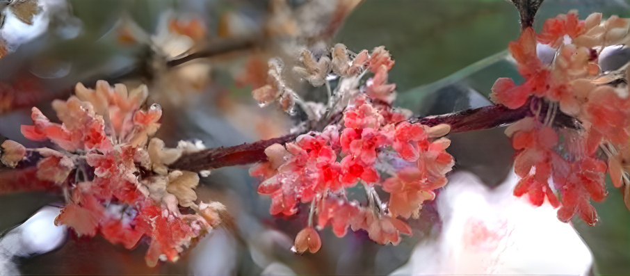 Osmanthus fragrans